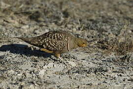 Double-banded Sandgrouse