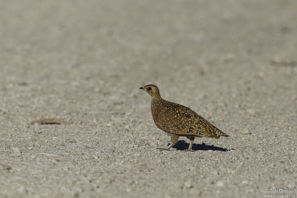 Burchell's Sandgrouse, identification