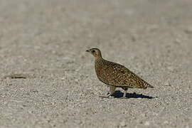 Burchell's Sandgrouse