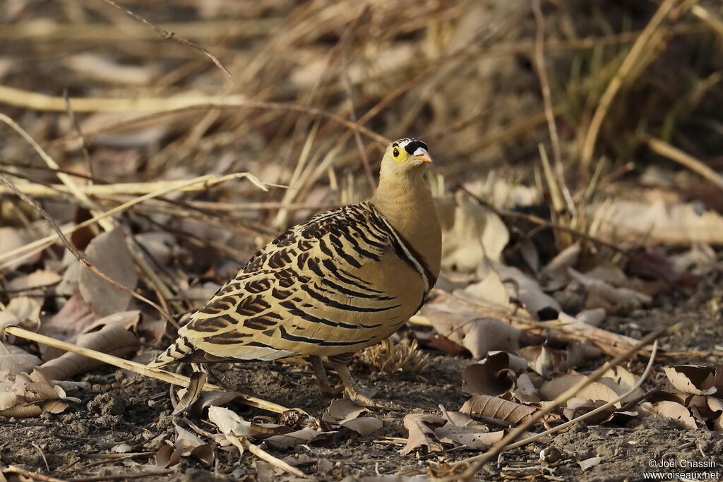 Four-banded Sandgrouse, identification