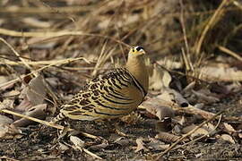 Four-banded Sandgrouse