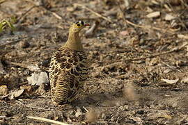 Four-banded Sandgrouse