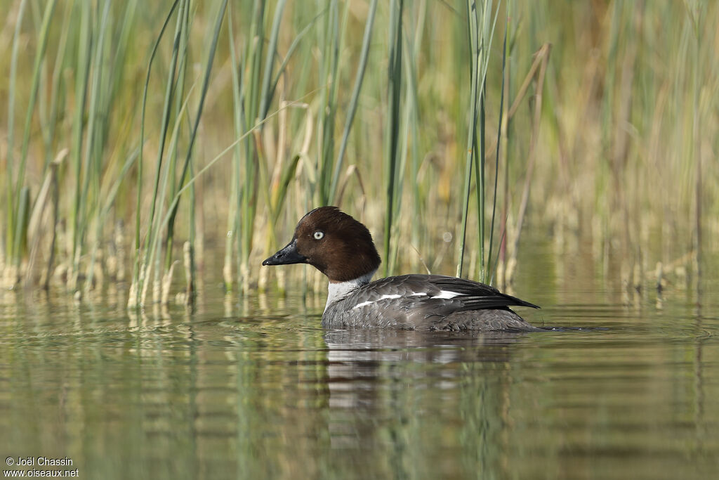 Common Goldeneye female