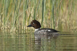 Common Goldeneye