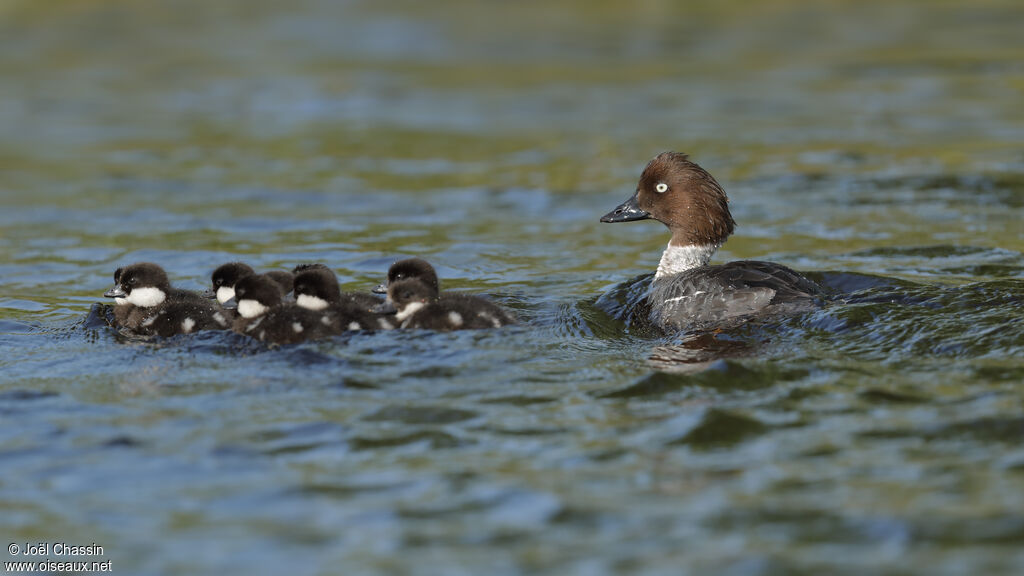 Common Goldeneye