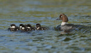 Common Goldeneye