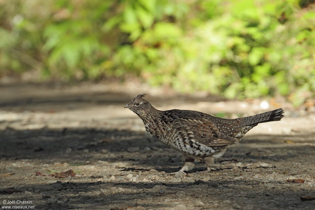 Gélinotte huppée, identification