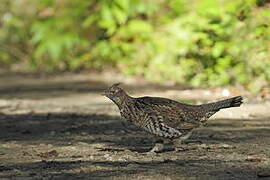 Ruffed Grouse