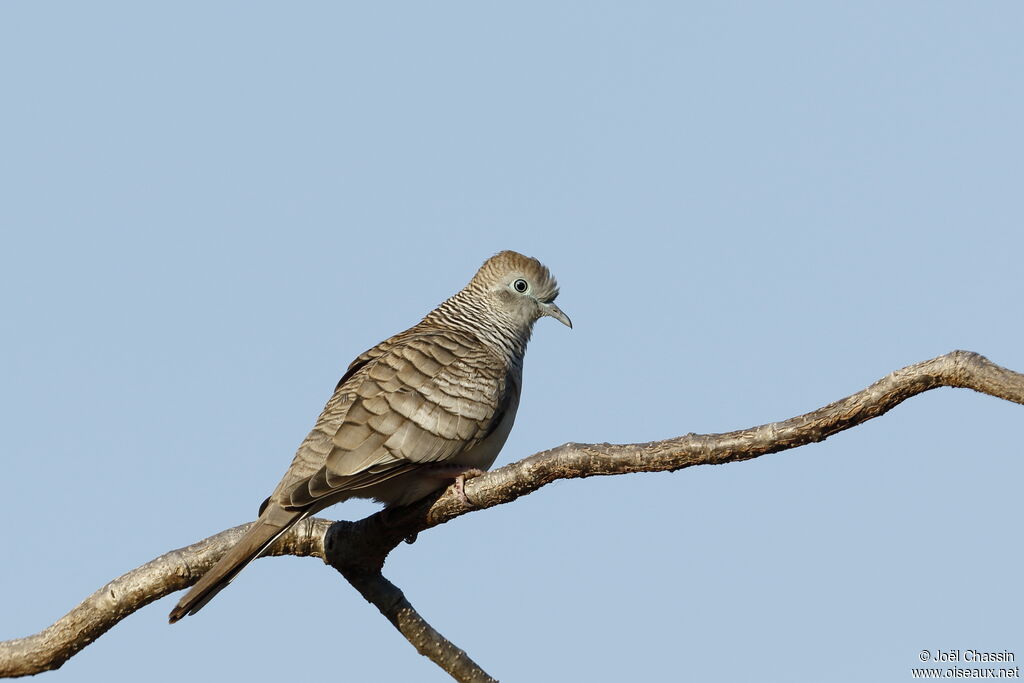 Géopélie placide, identification