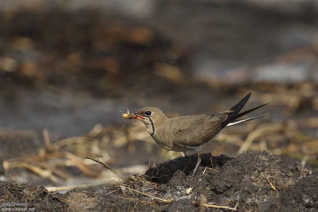 Collared Pratincoleadult, identification, feeding habits, eats