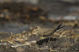 Collared Pratincole