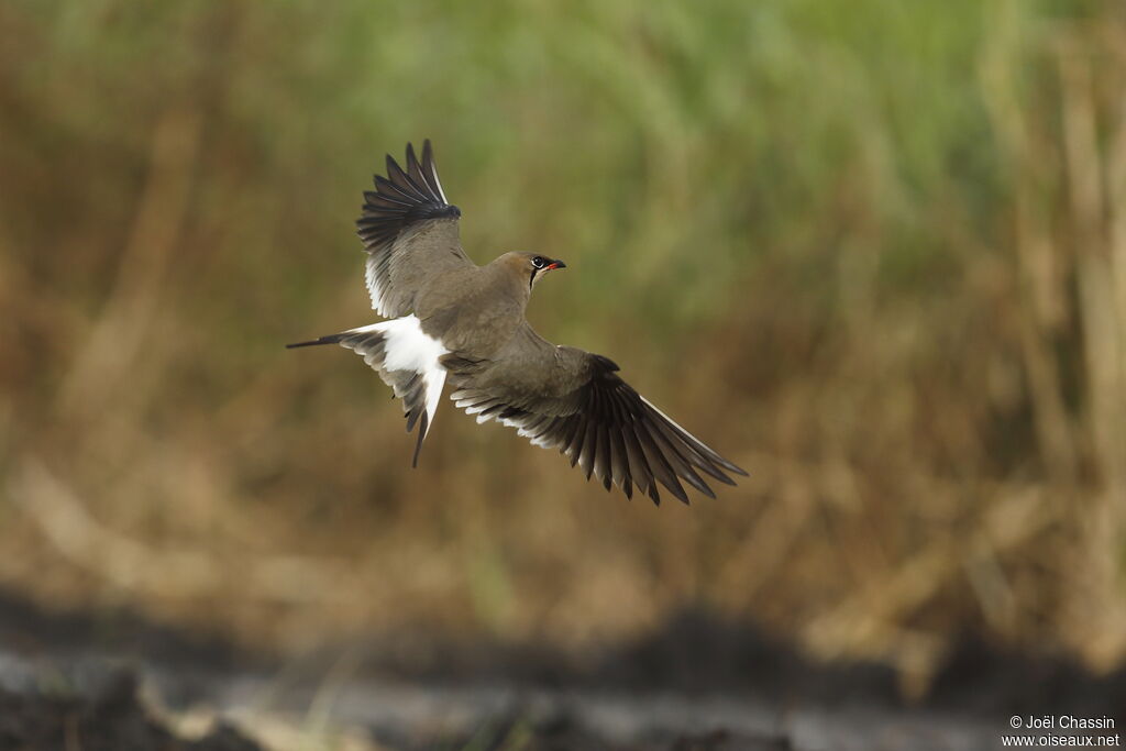 Collared Pratincole, Flight