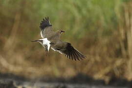 Collared Pratincole