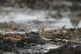 Collared Pratincole