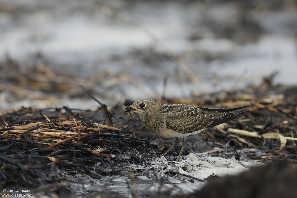 Glaréole à collierimmature, identification