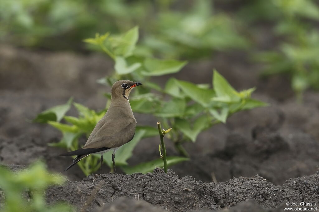 Collared Pratincoleadult, identification