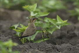 Collared Pratincole