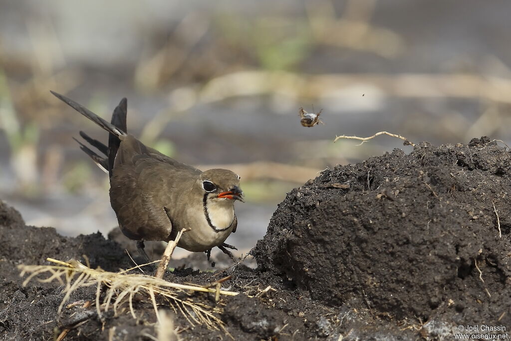 Collared Pratincole, identification