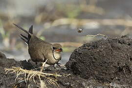 Collared Pratincole