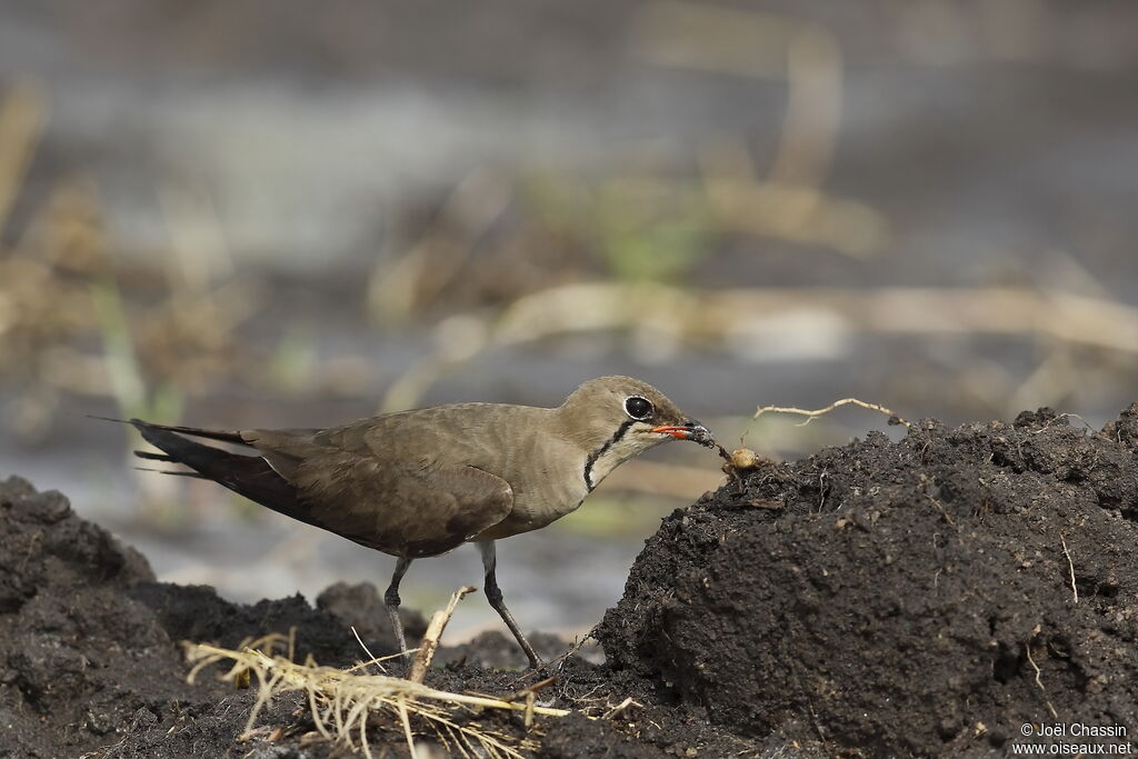 Collared Pratincole, identification