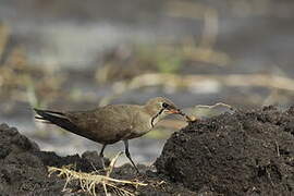 Collared Pratincole