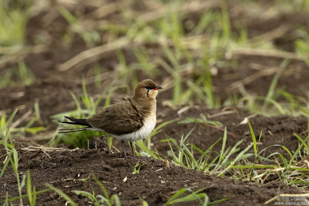 Collared Pratincole, identification