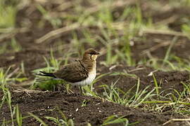 Collared Pratincole