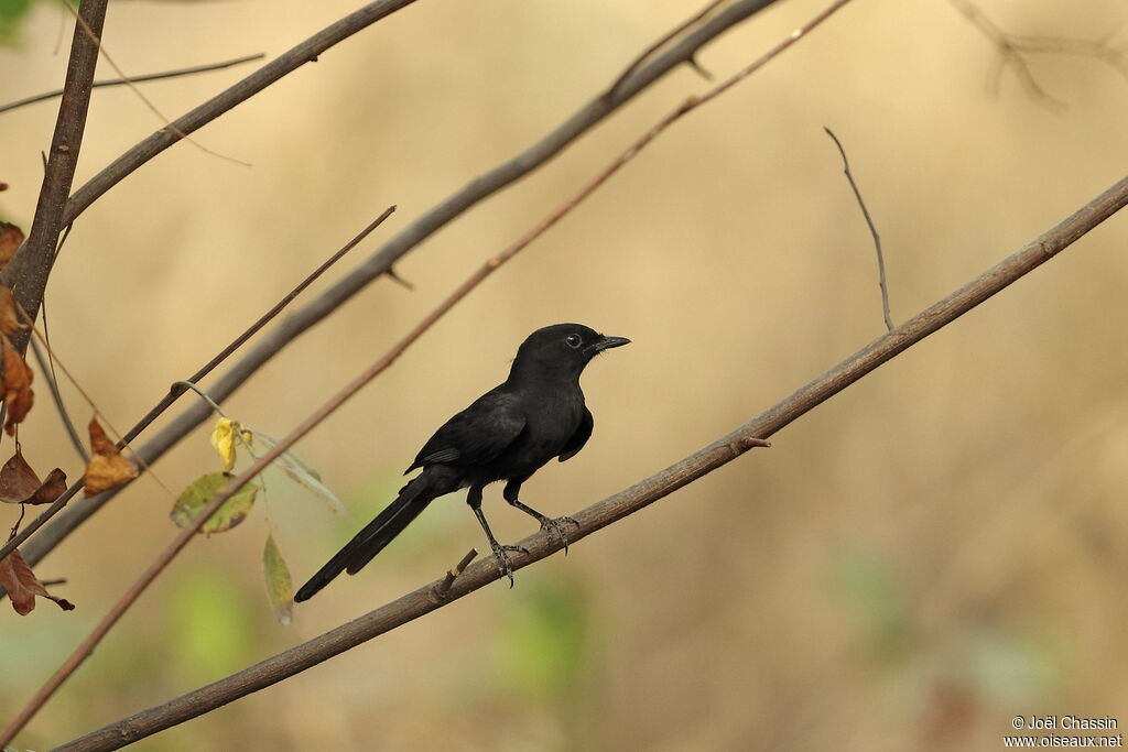 Gobemouche drongo, identification