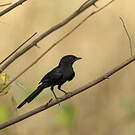 Gobemouche drongo
