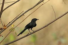 Gobemouche drongo