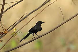 Northern Black Flycatcher