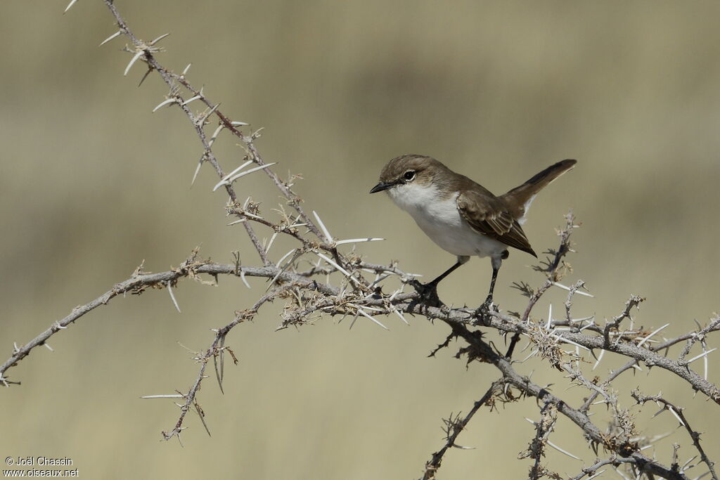 Marico Flycatcher, identification