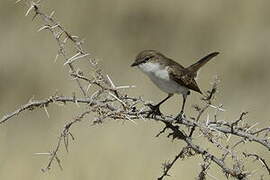 Marico Flycatcher