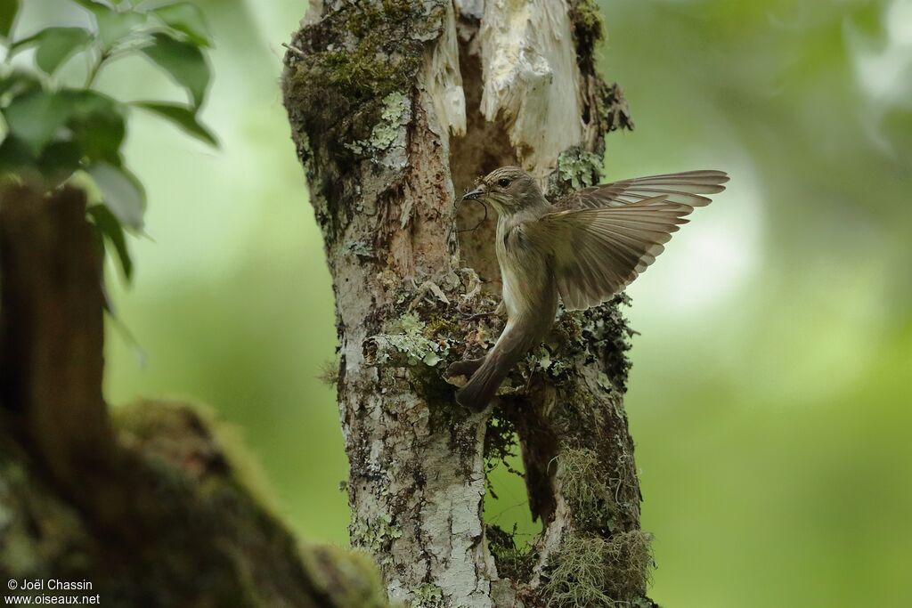 Spotted Flycatcher, identification