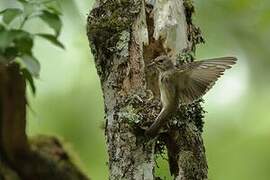 Spotted Flycatcher