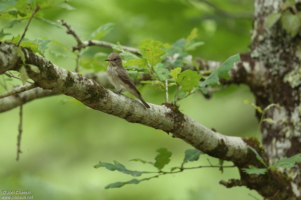 Spotted Flycatcher, identification