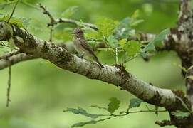 Spotted Flycatcher