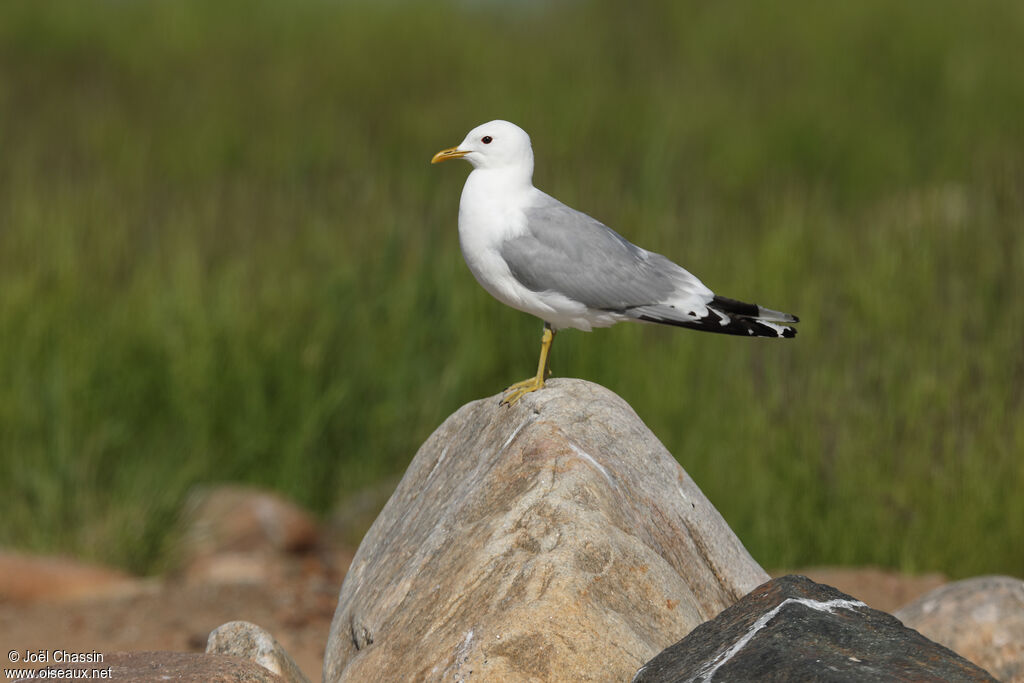 Common Gull