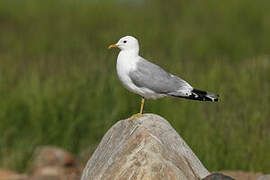 Common Gull