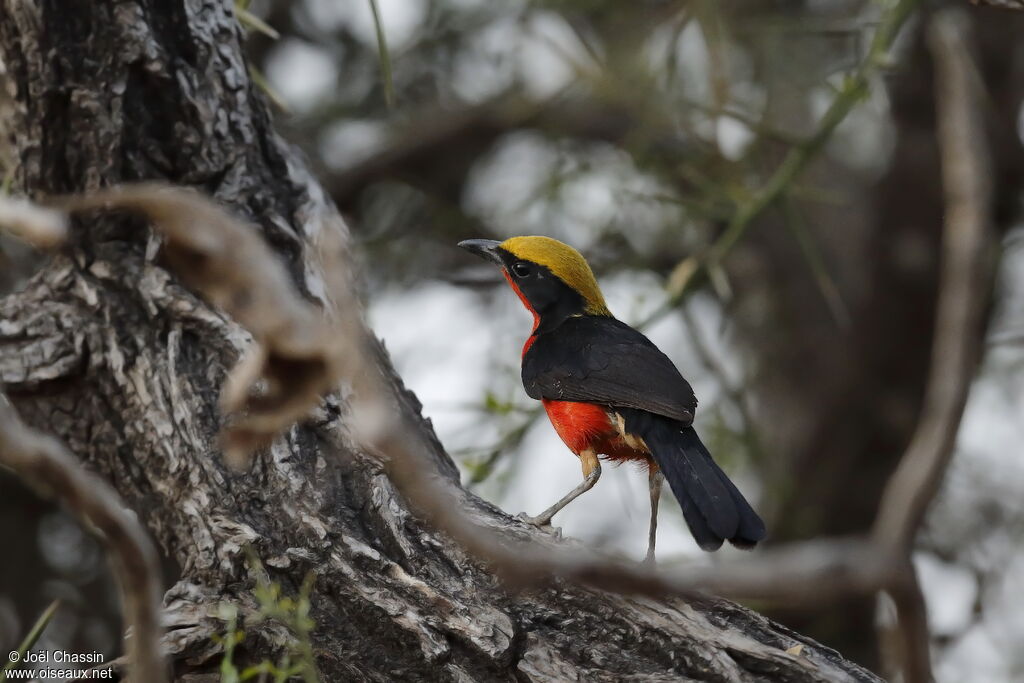 Yellow-crowned Gonolek, identification