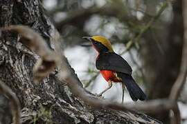 Yellow-crowned Gonolek