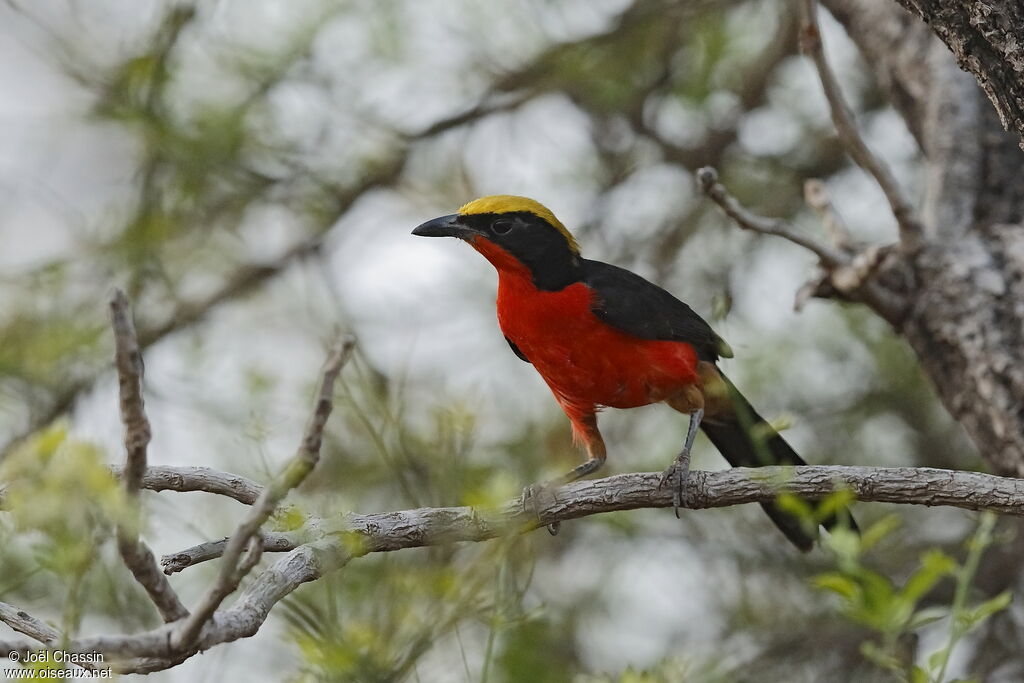 Yellow-crowned Gonolek, identification