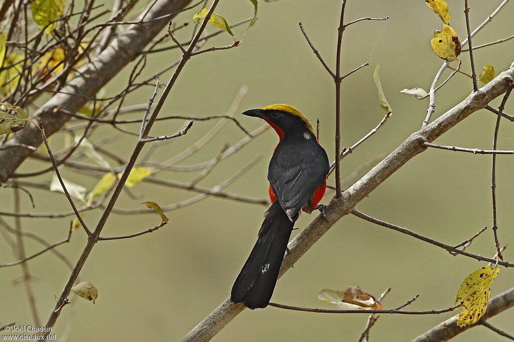 Yellow-crowned Gonolek, identification