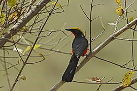 Yellow-crowned Gonolek