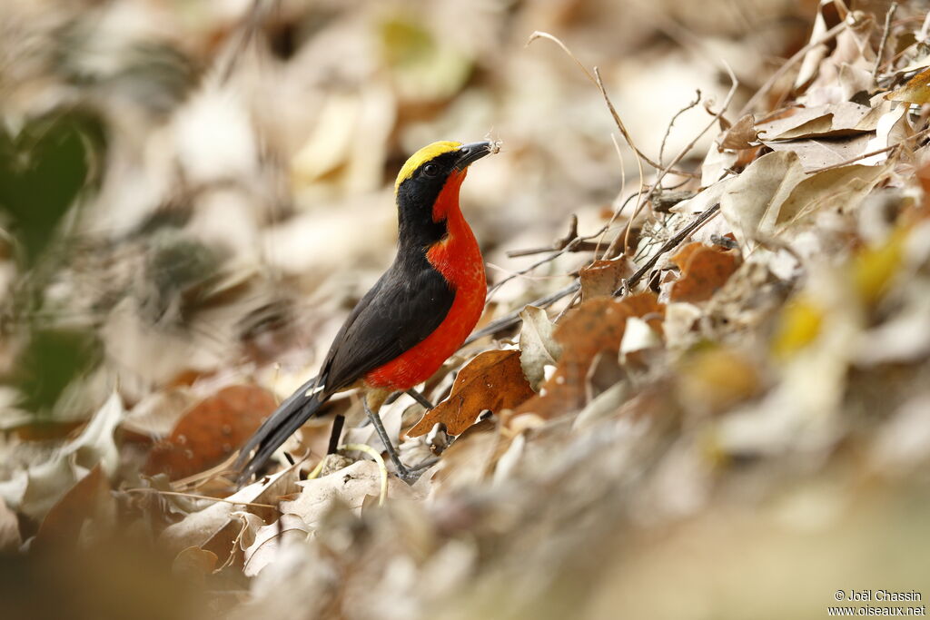 Yellow-crowned Gonolek, identification