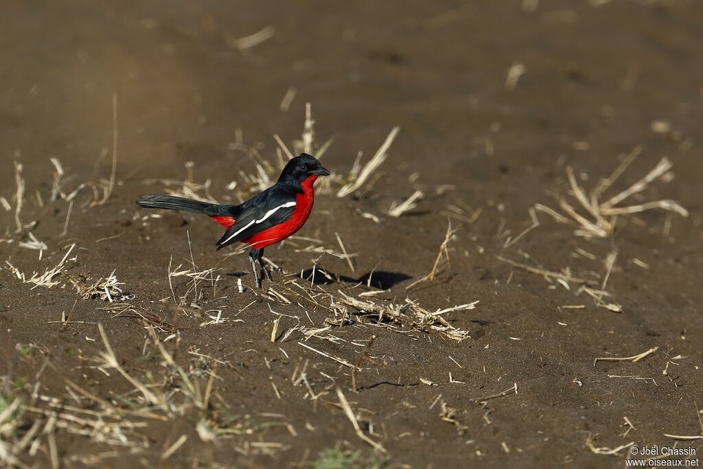 Gonolek rouge et noir, identification