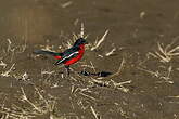 Gonolek rouge et noir