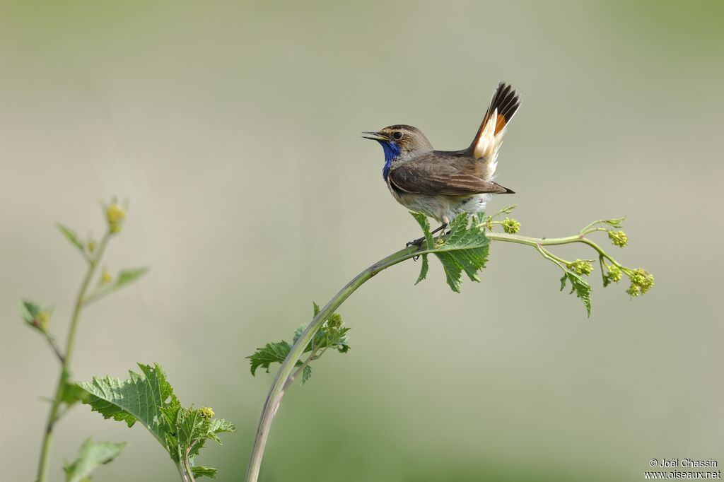 Bluethroat, identification