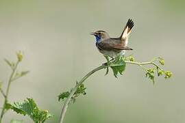 Bluethroat