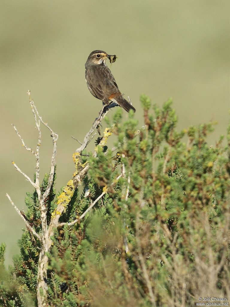 Bluethroat, identification